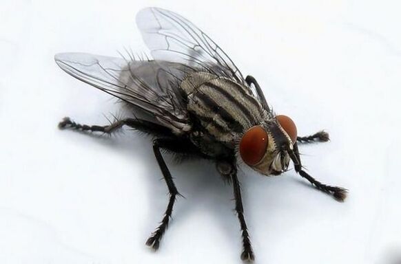 volar como portador de parásitos humanos