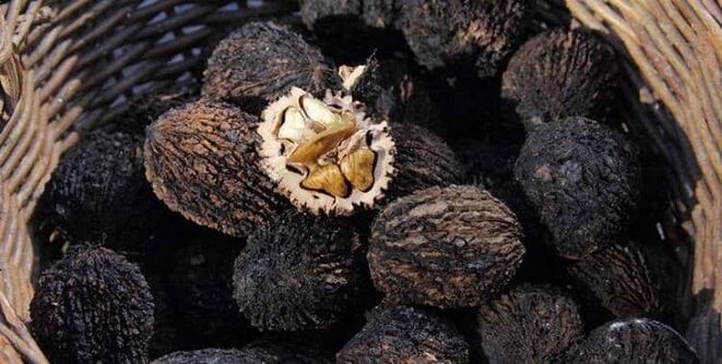 nuez negra para tratar los parásitos en el cuerpo