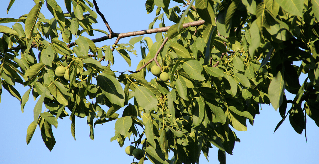 Los parásitos viven en las nueces.