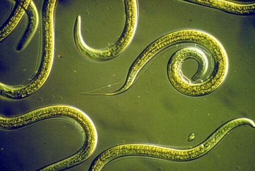 Gusanos nematodos parásitos que viven en el intestino delgado humano