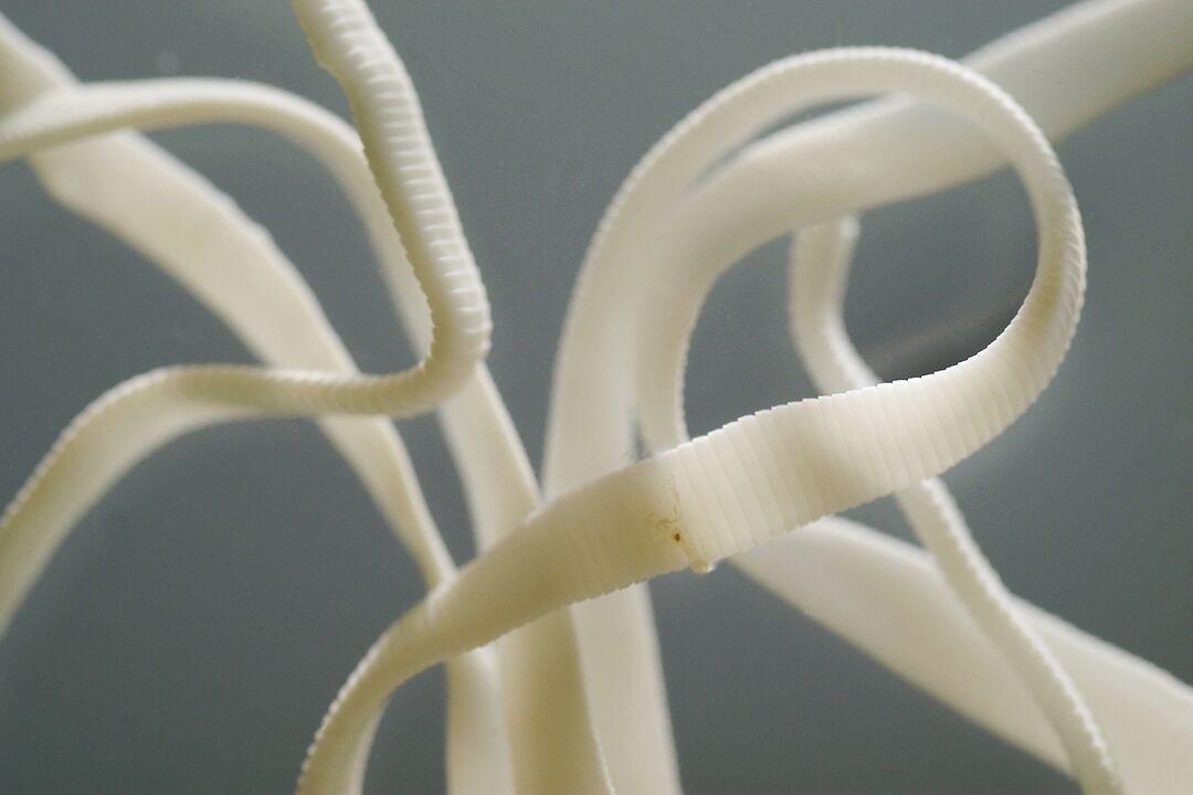 gusano nematodo humano